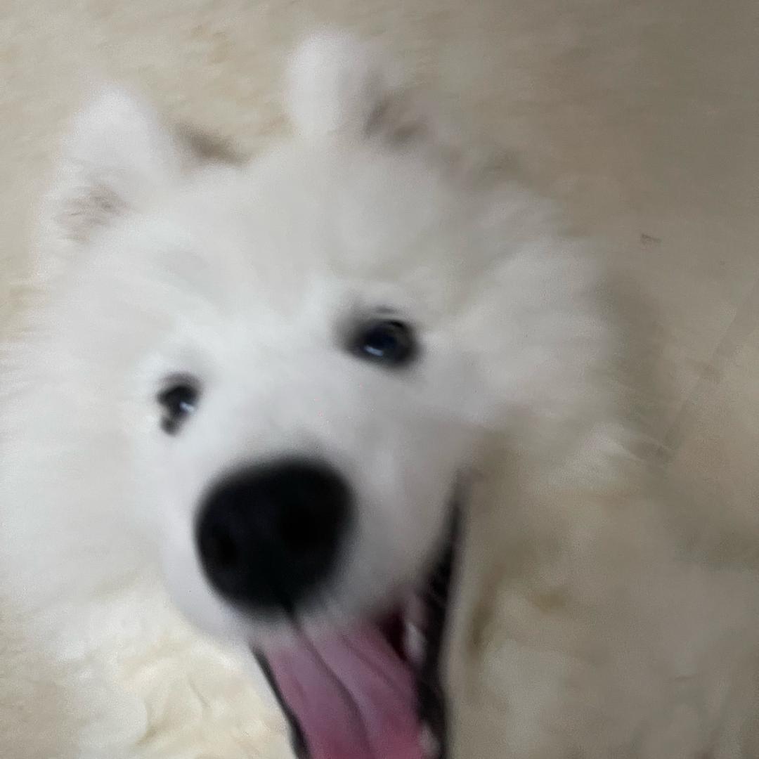 萝卜