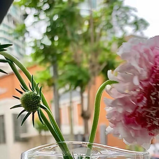 ᨳ浅笑不语꧔ꦿ᭄