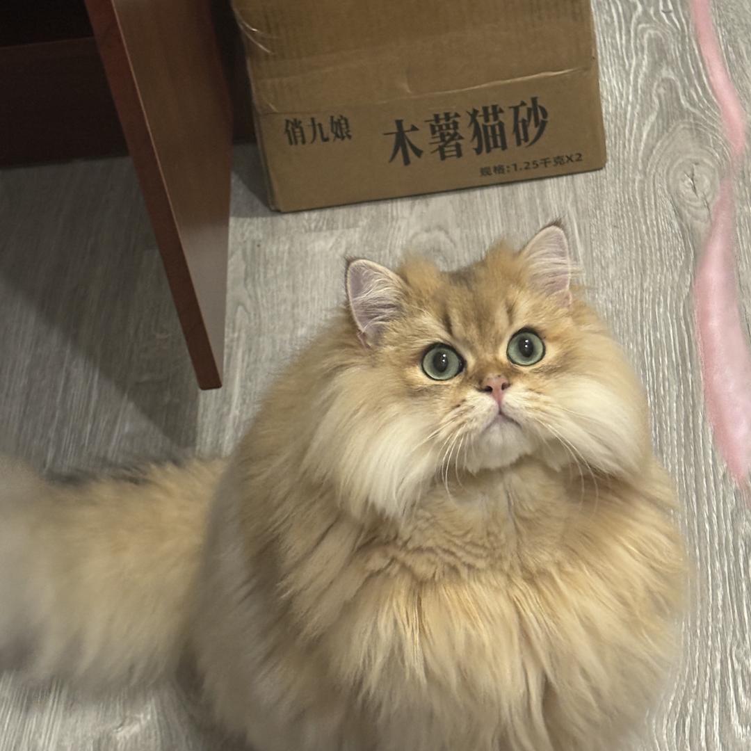 一只小猫咪🐱