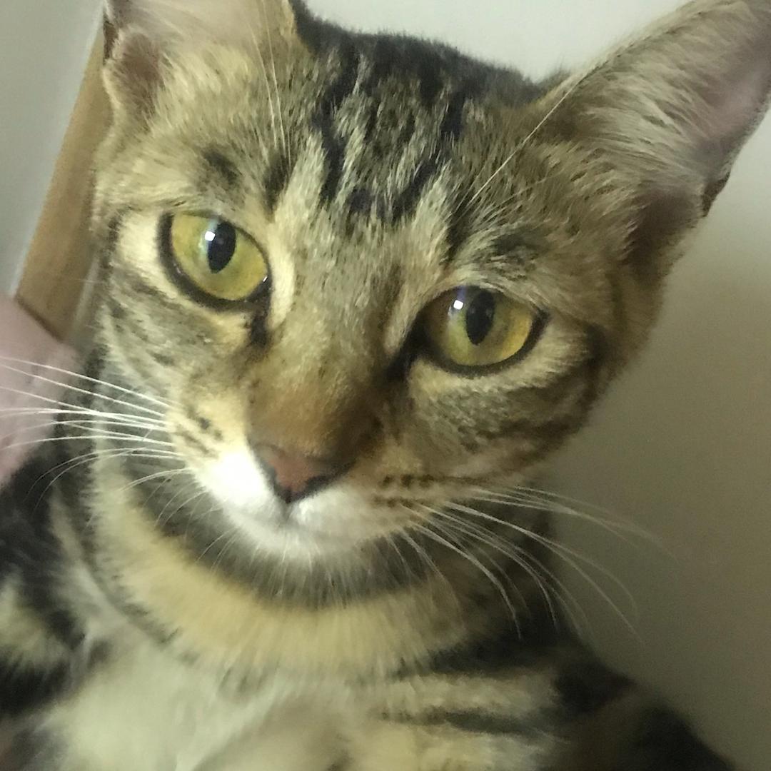 💫家有猫孩（兜蔸）