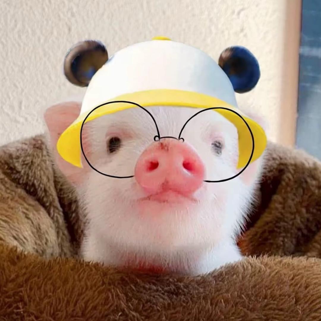 没发育的猪