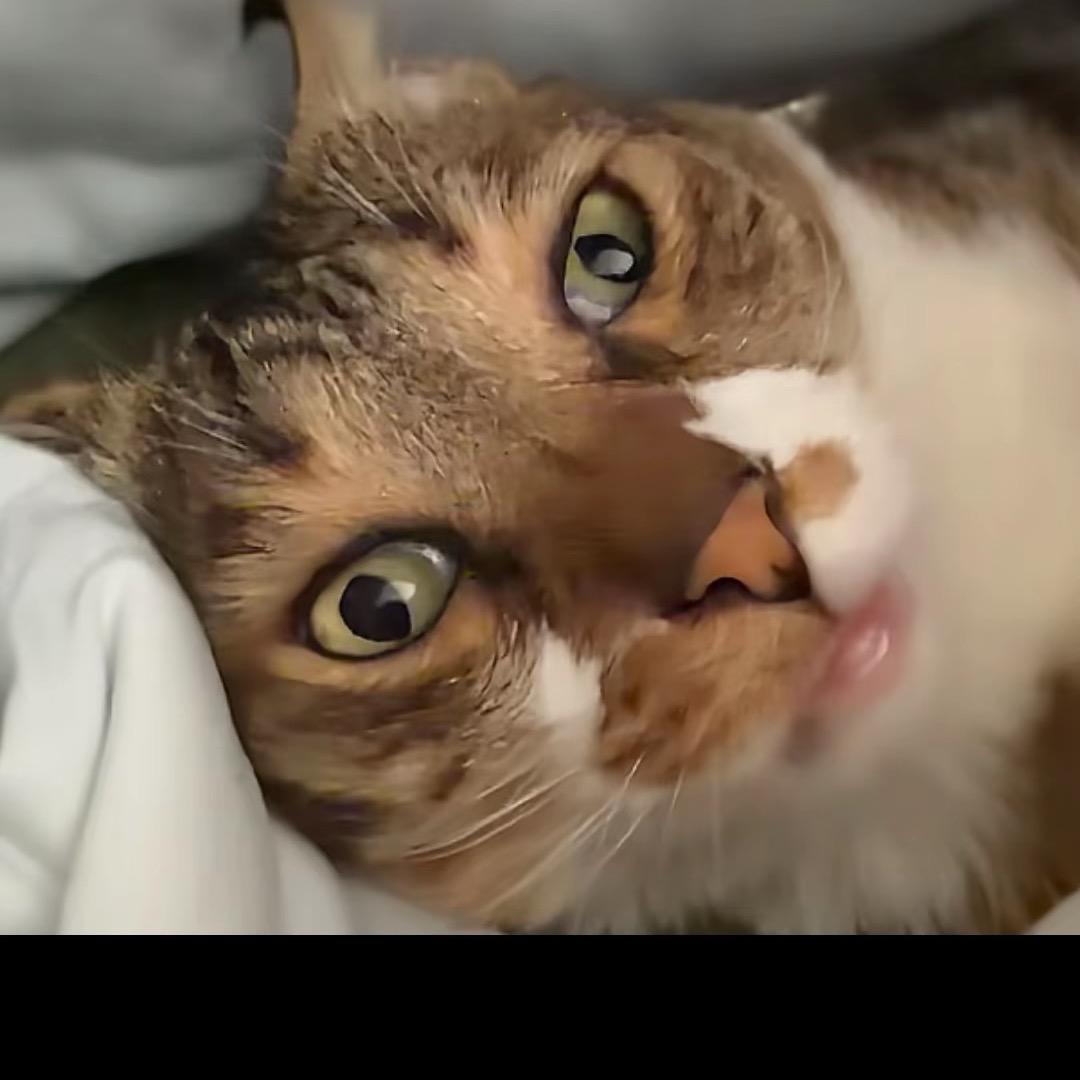 欧美富婆爱上我