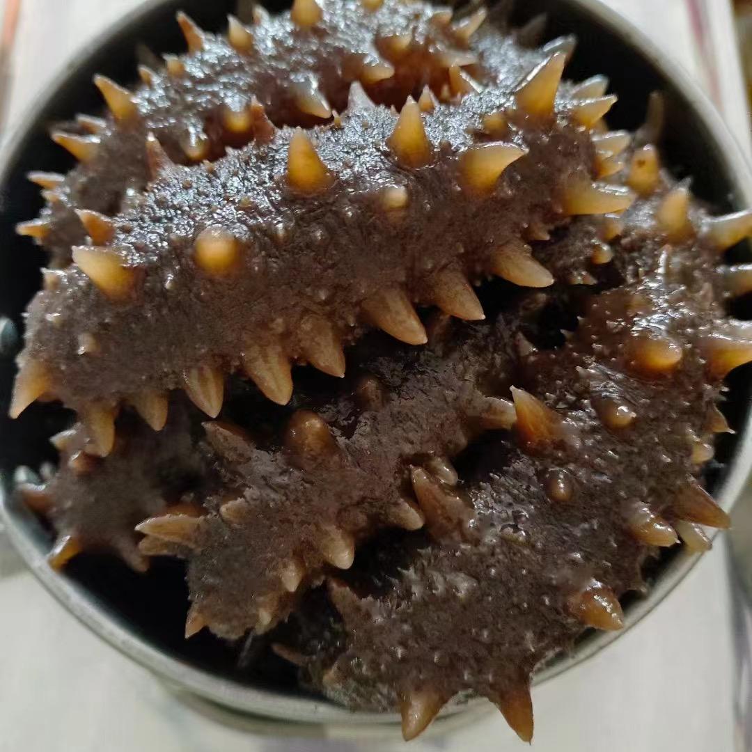 大连崔姐海参