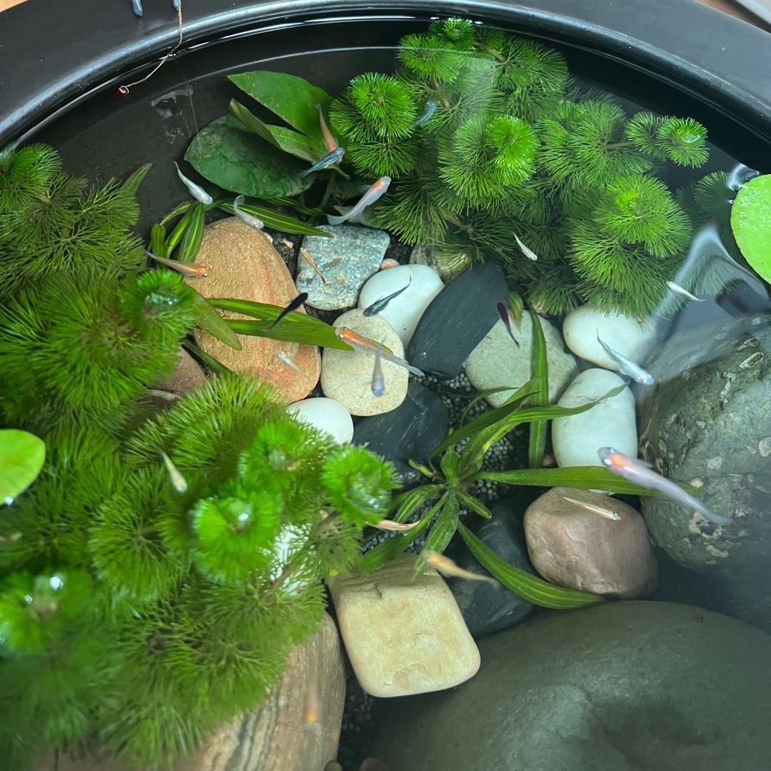 小李玩水族