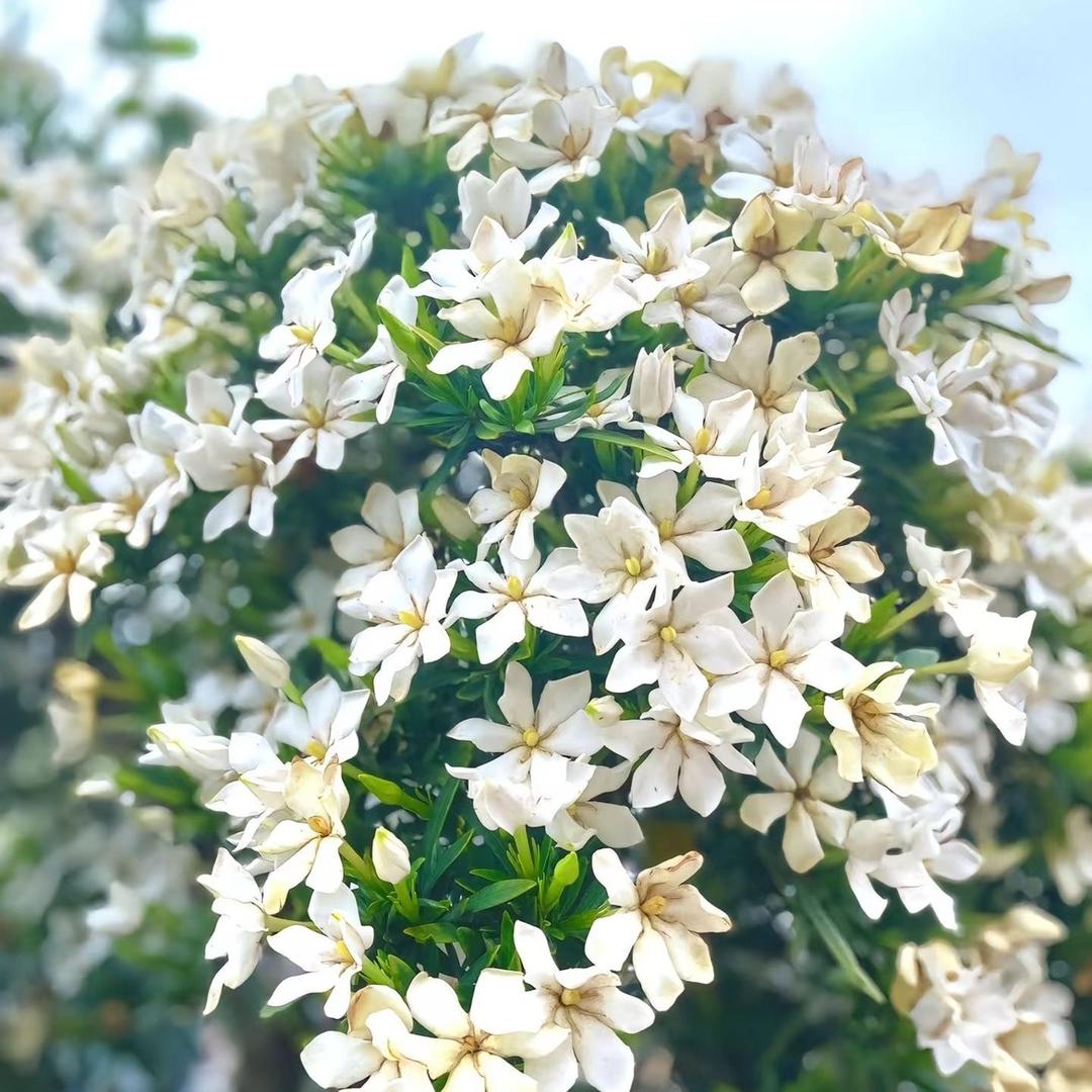 吉洪栀子花