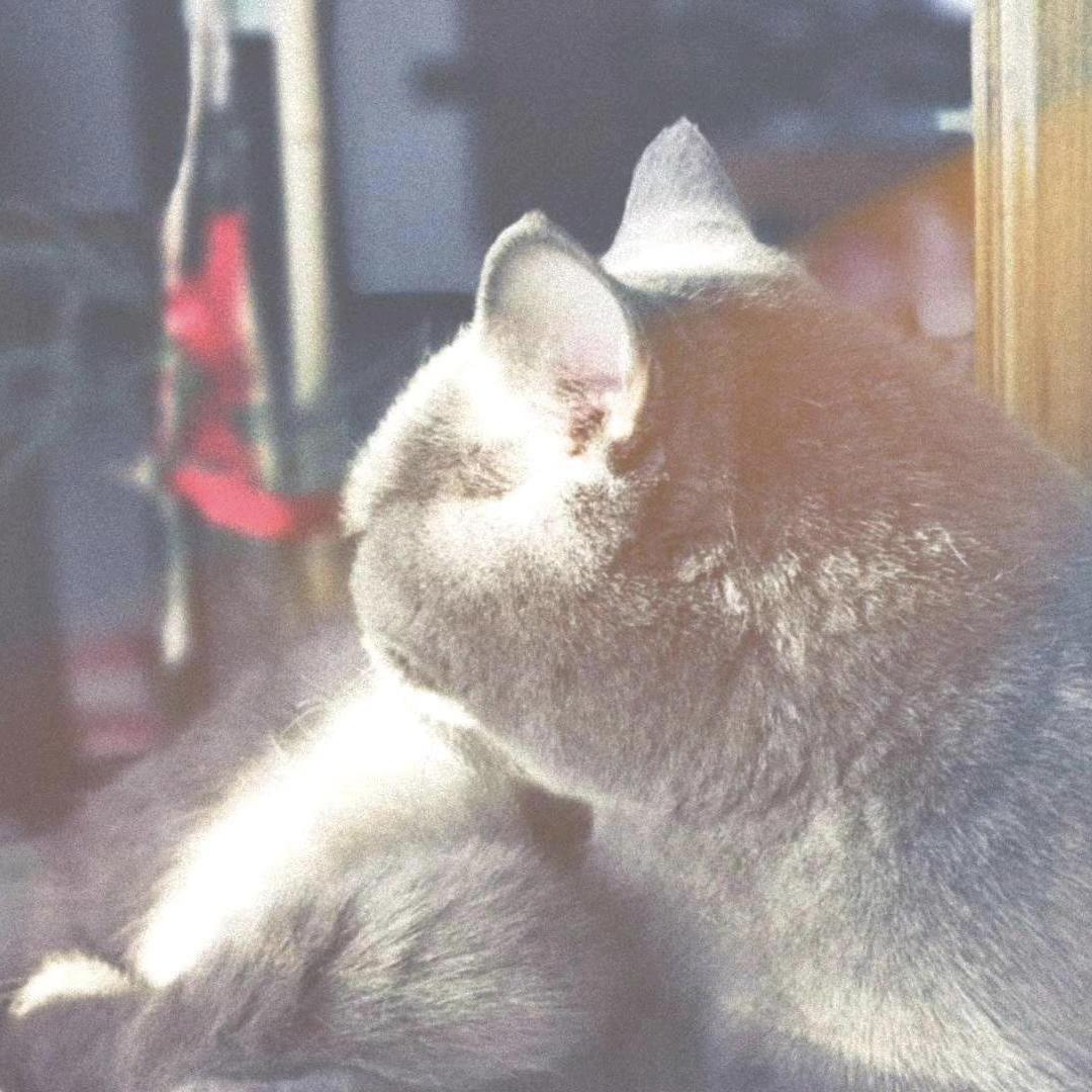 橙煦