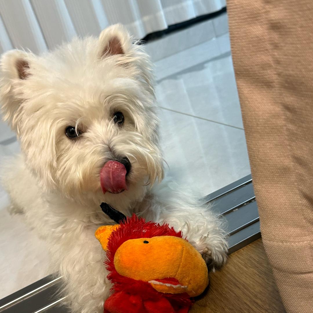 一只小狗喵喵喵