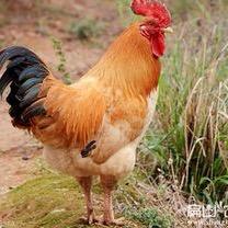 邱邱优选养殖好货店