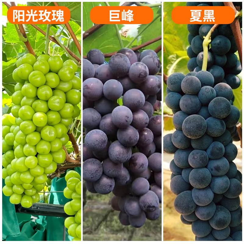 花殷勤恒沧果树苗木专卖店