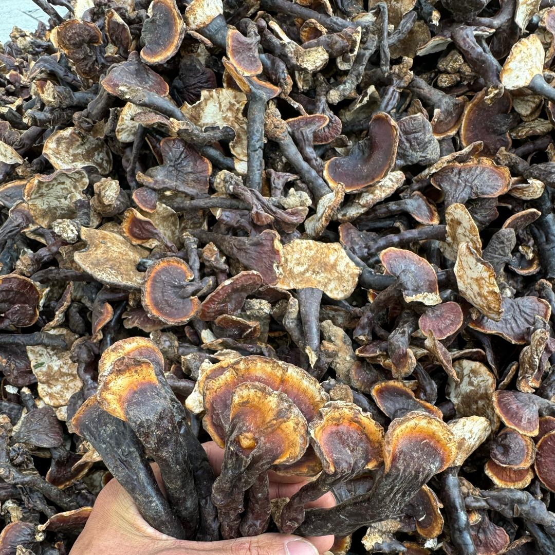 拾柒灵芝草