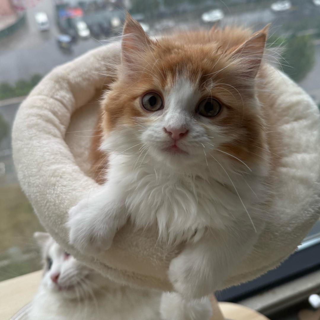 小茶