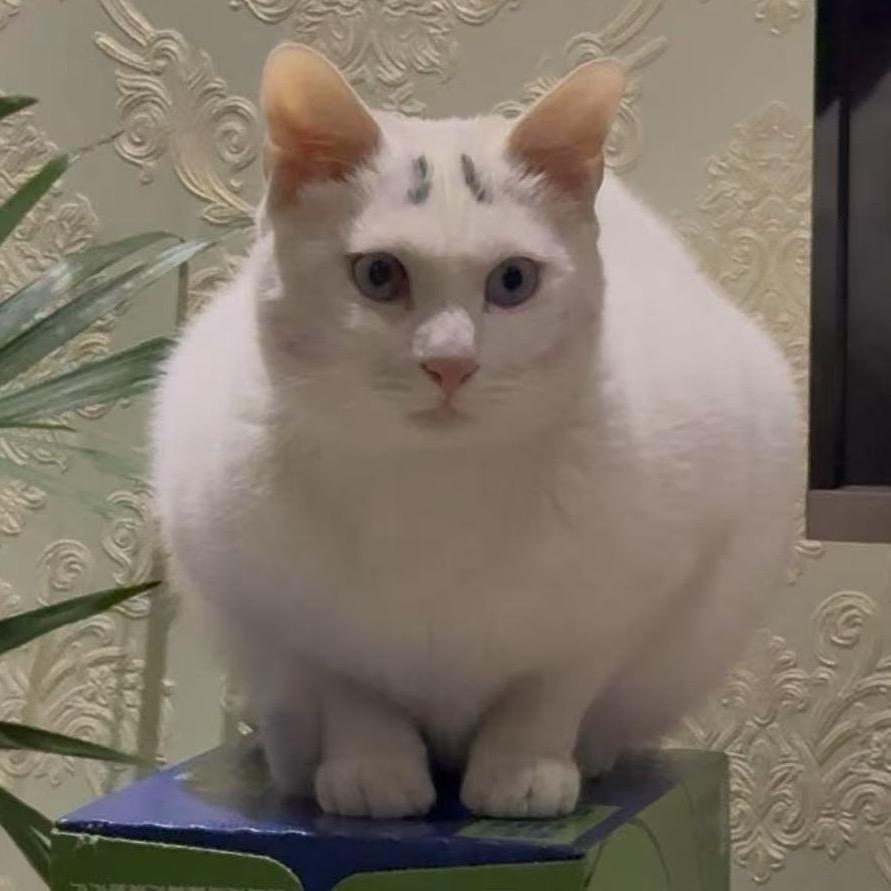 二条头上是个八