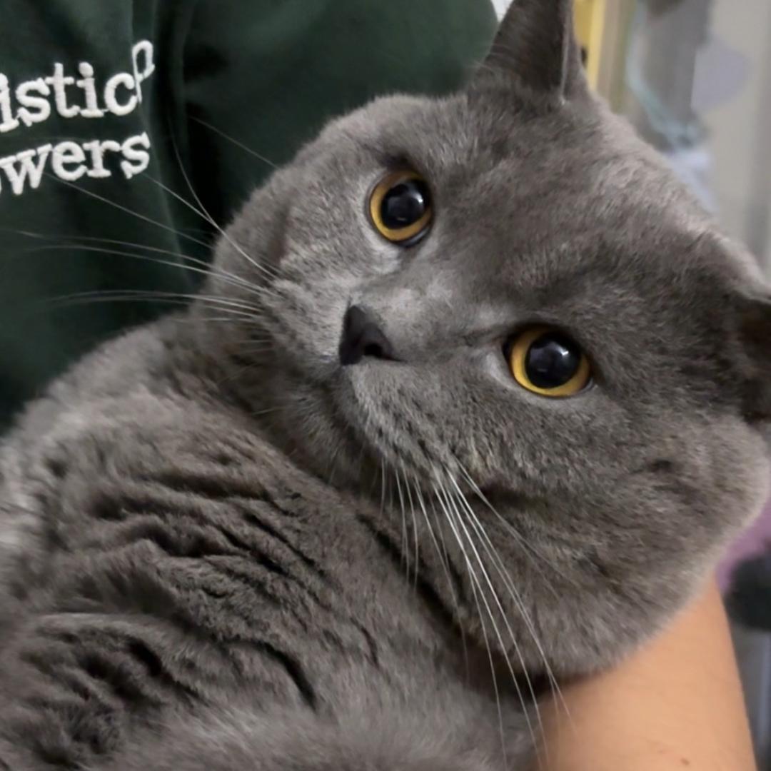 螺蛳粉是一只猫（见过鹿晗四巡版）