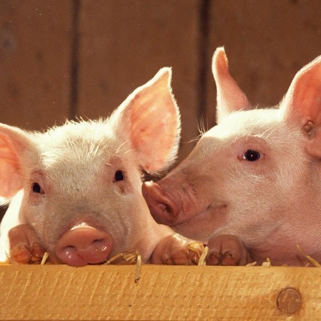 贩卖🐷娃