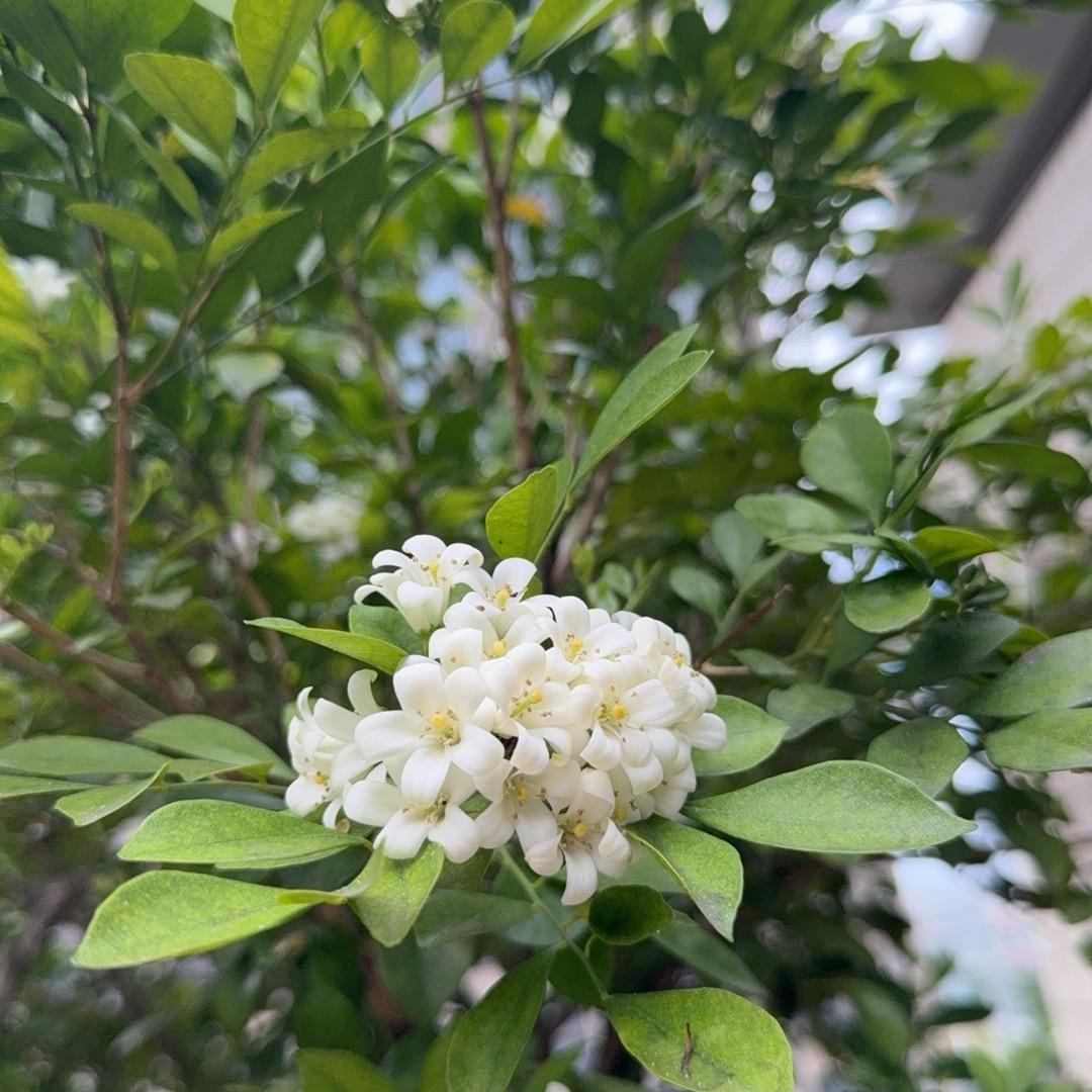 黄金万两
