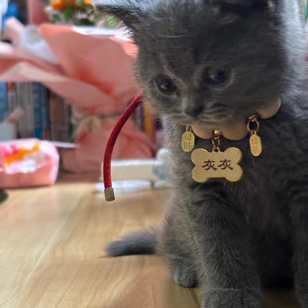 发财猫元宝