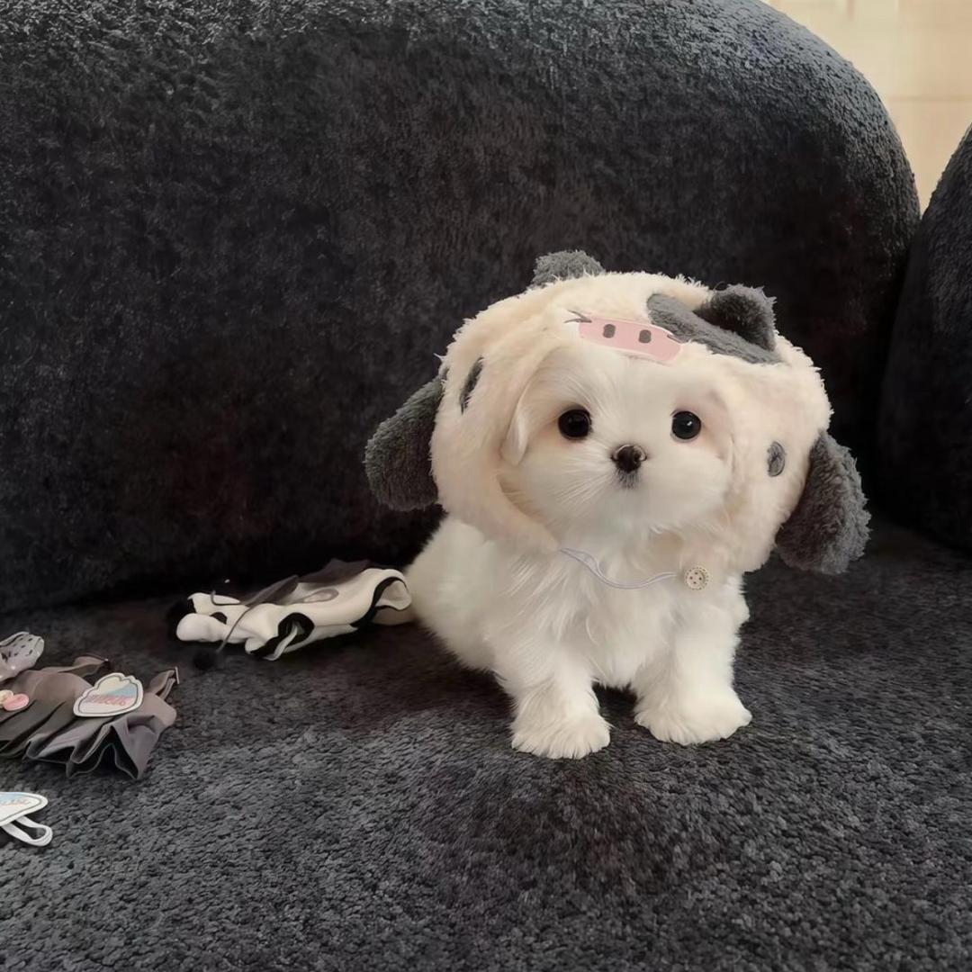 wujingyi
