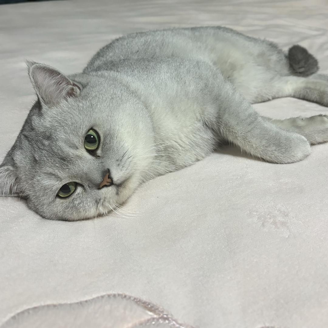 幸福的恋爱脑
