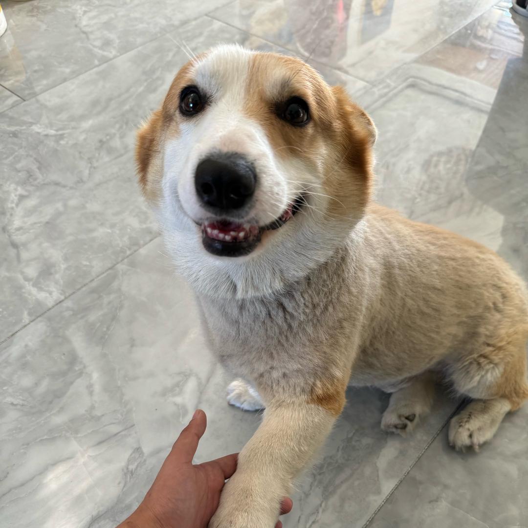 老三阿