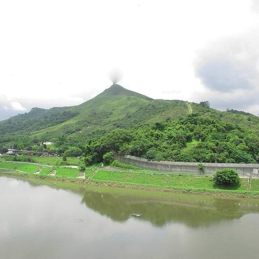 高山普洱茶