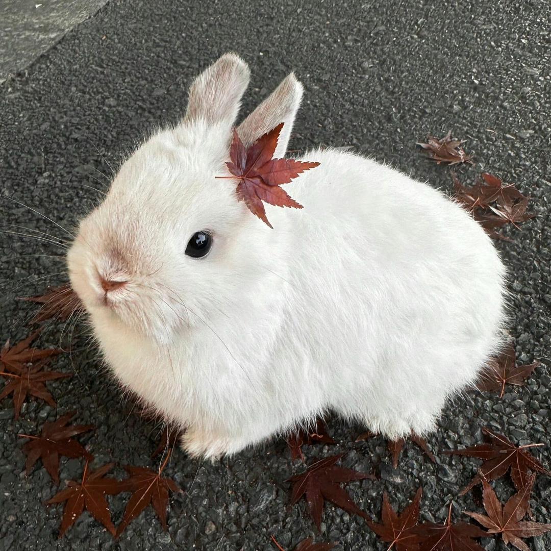 菊花多多向阳开