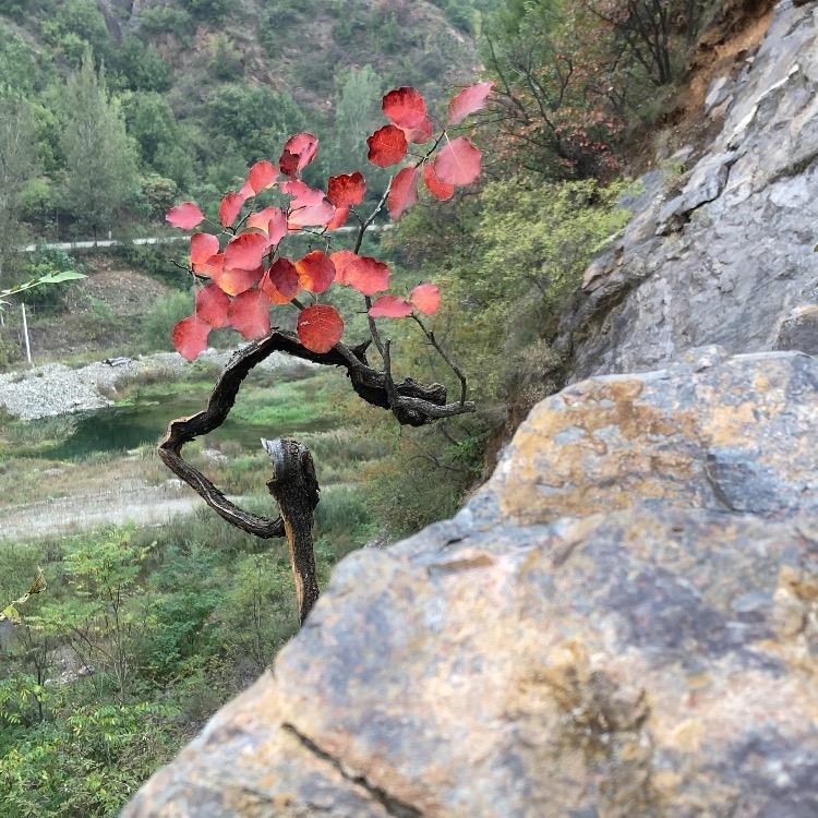 老琚盆景
