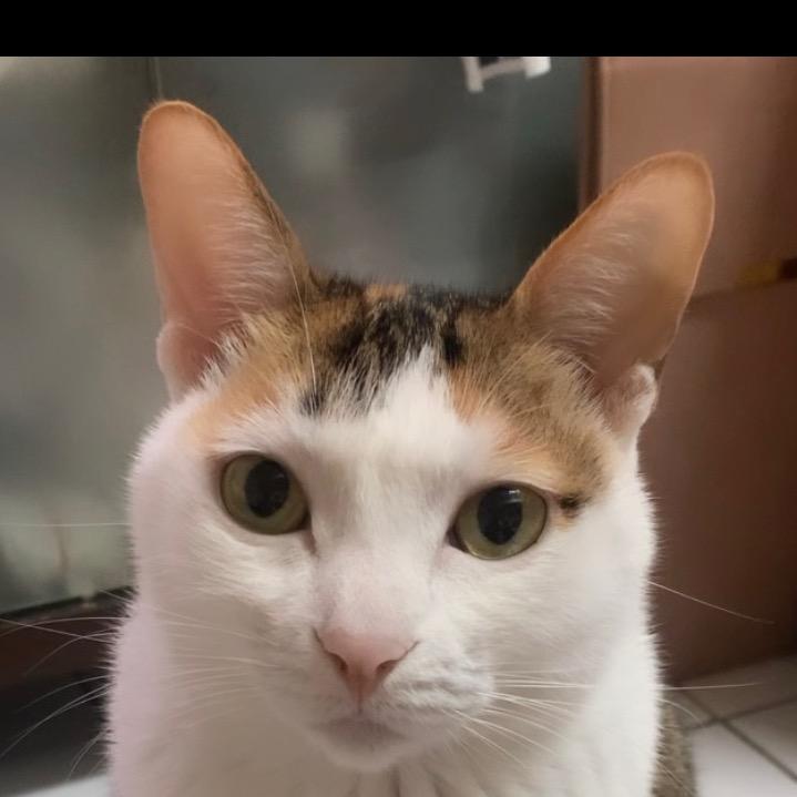 小猫咪能有什么心思呢