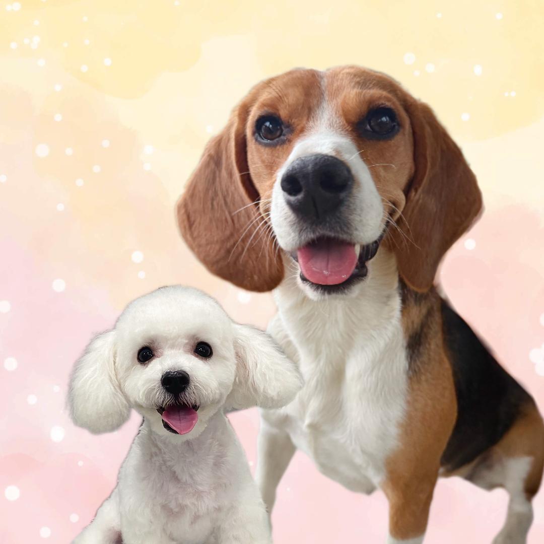 比格JOJO和比熊汤圆