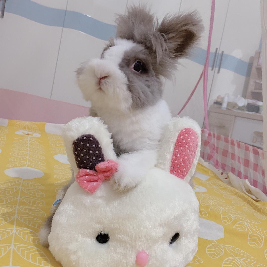 🐰洙二粑🥕（二胎遇双胞胎）