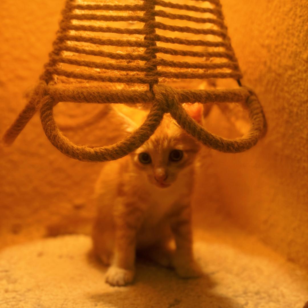 梦可梦高端上门洗宠