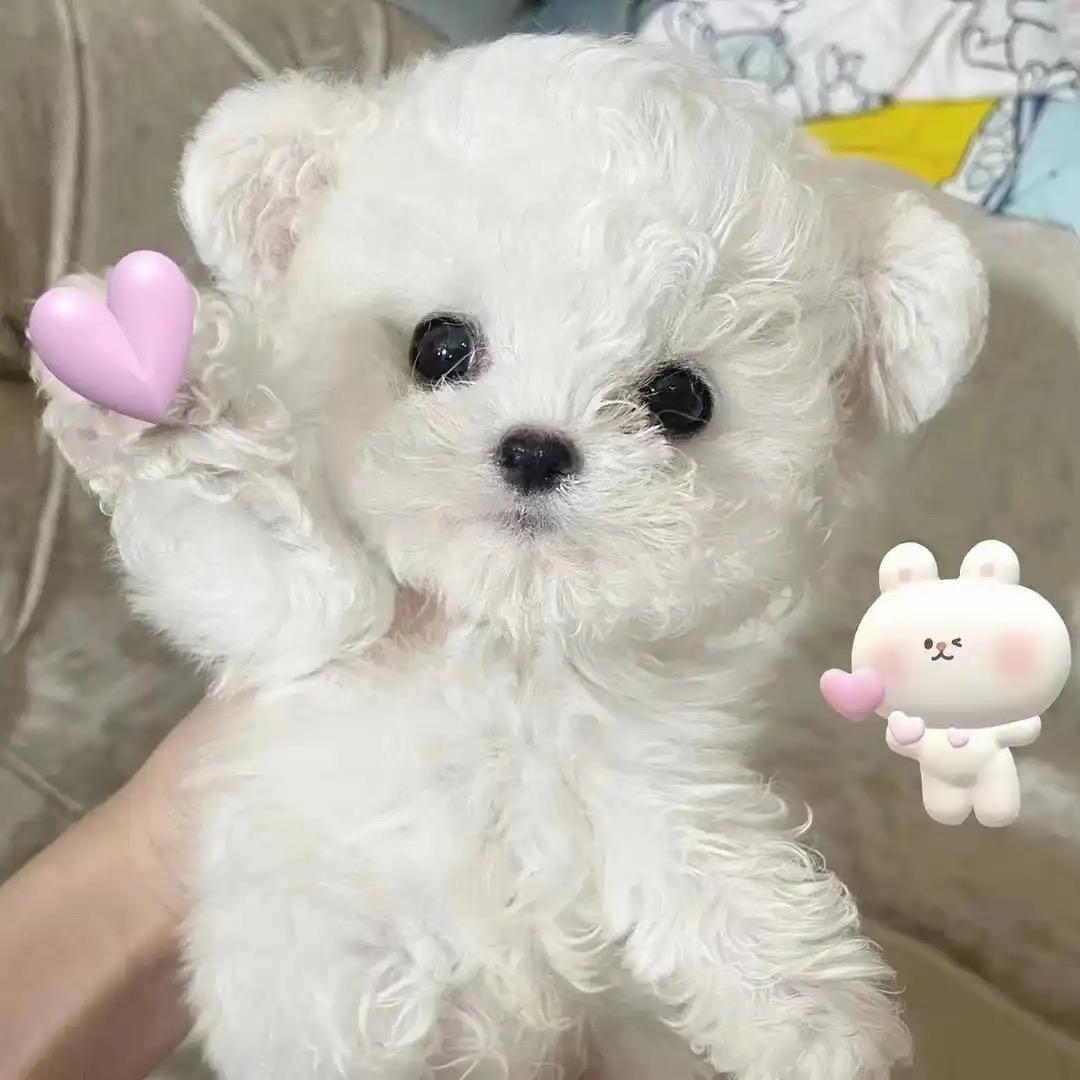 绍兴市风影犬舍繁殖批发零售基地