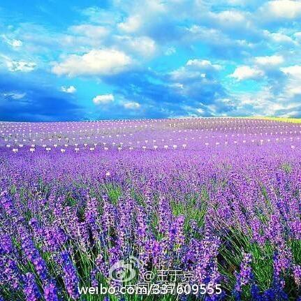 春暖花开 紫气东来