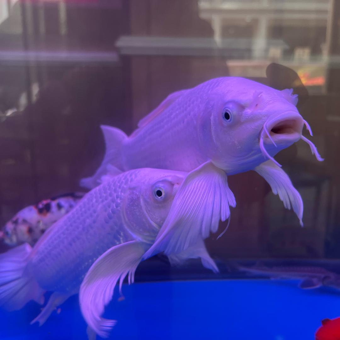 逆水行舟
