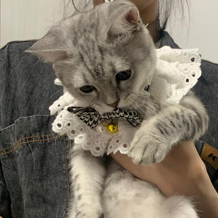 皮是只猫