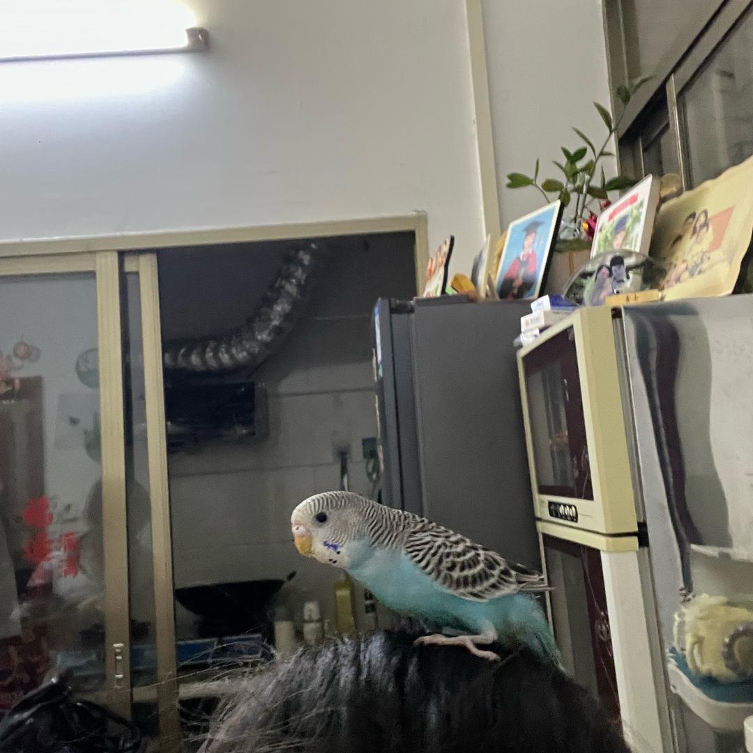 周沐乔