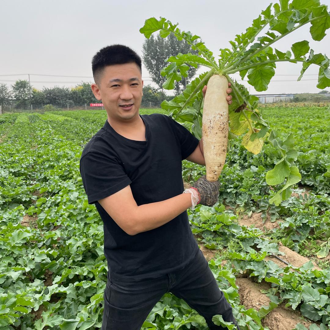 小马教种菜