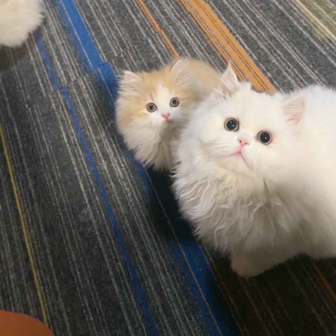 大西瓜的猫