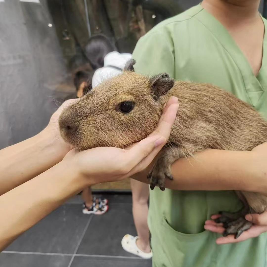 壹淞和爬宠们