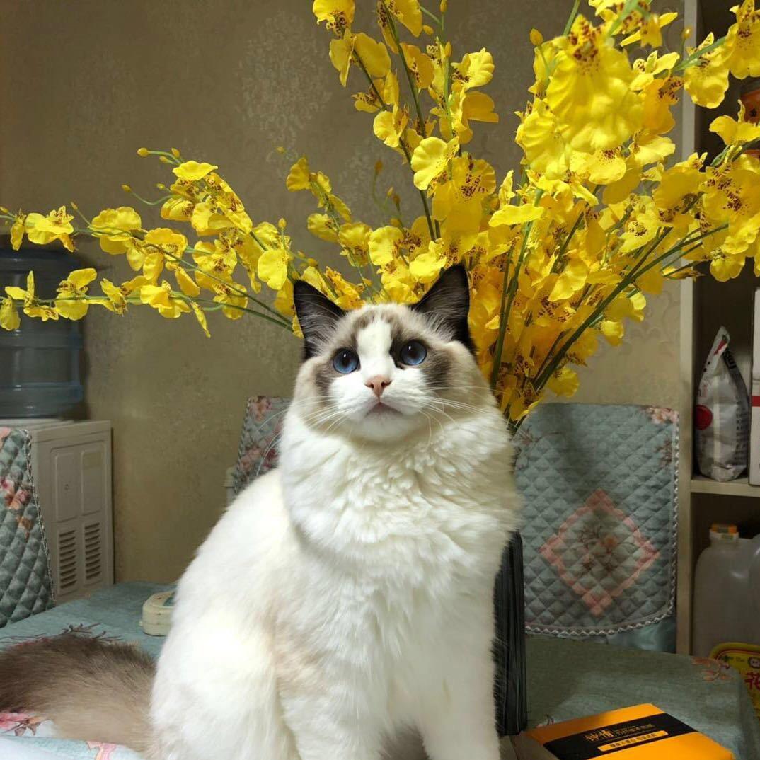 老毕丶