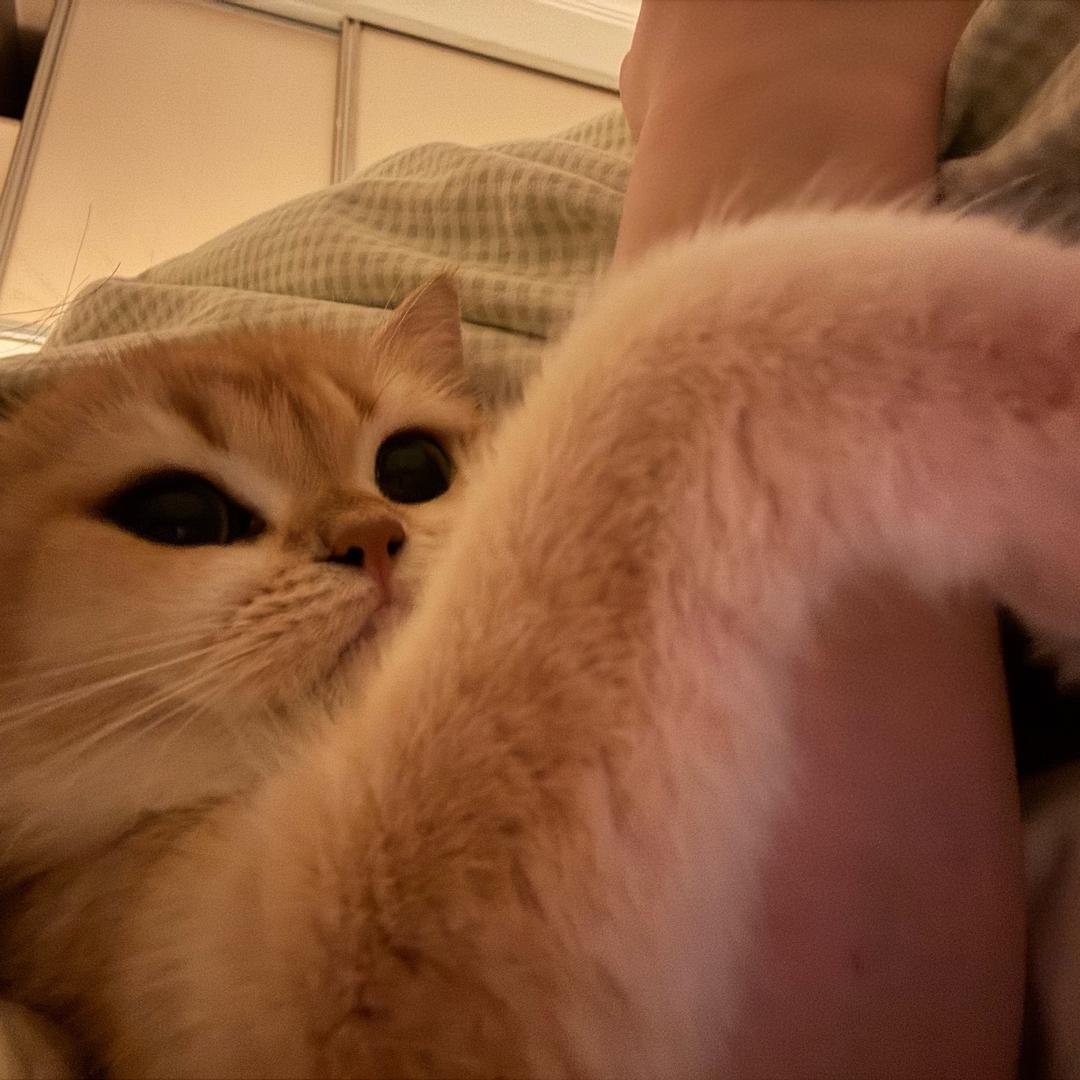 蓝莓🫐大王（分享版