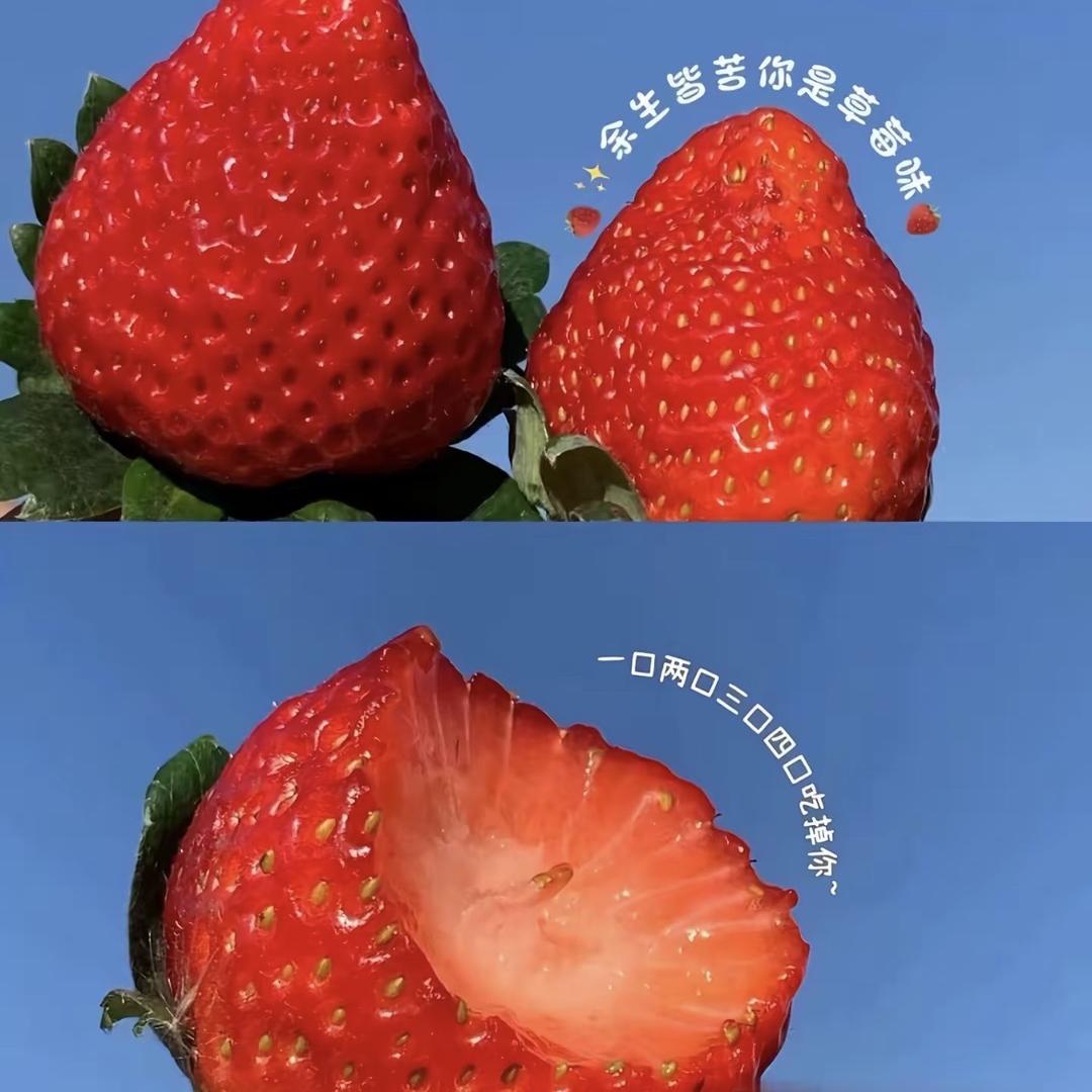小刘的果园cc