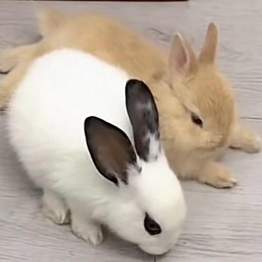 小行家