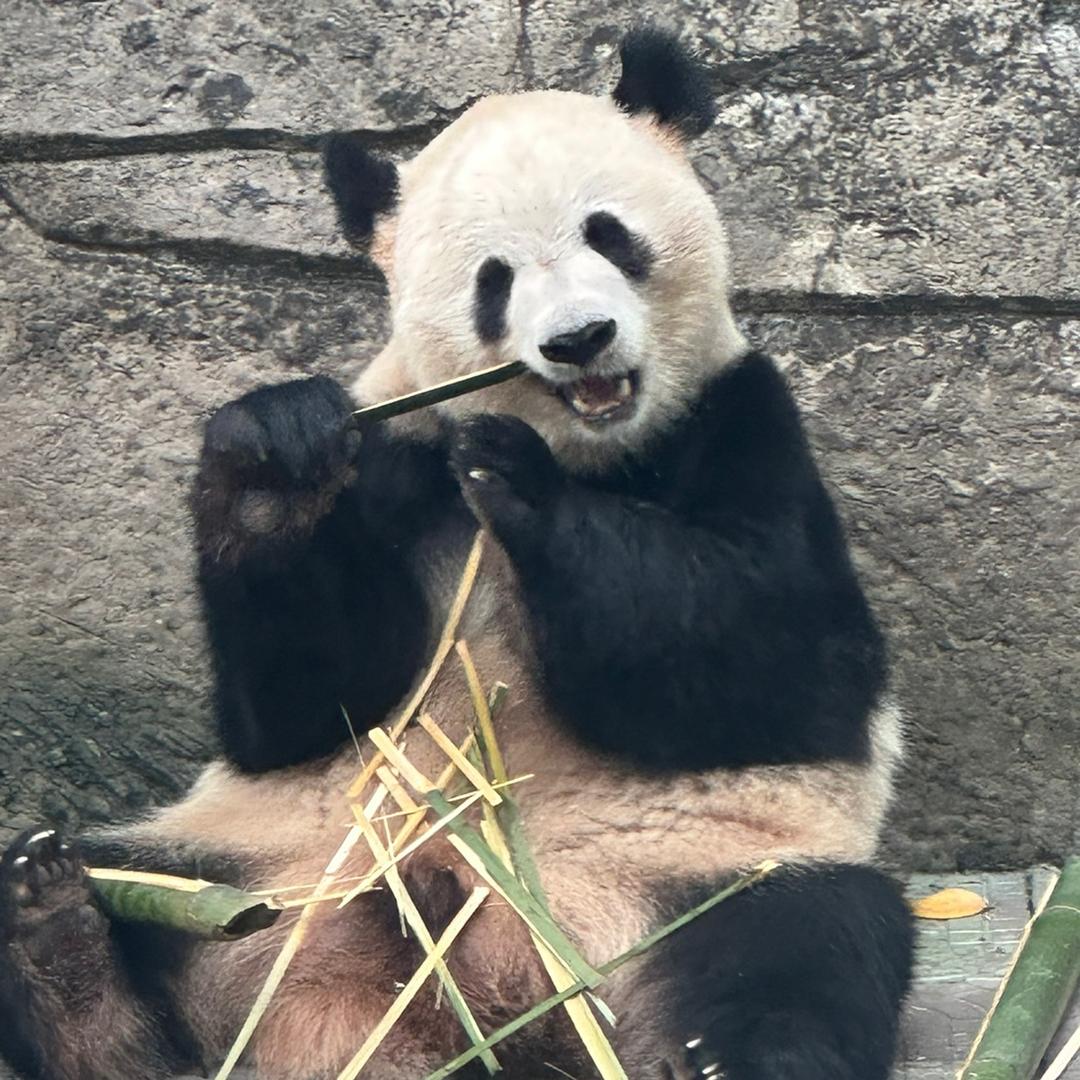 涂小润看熊猫