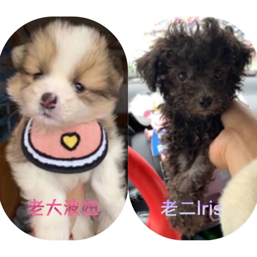 于家老二（大公鸡🐓开始接受预定）