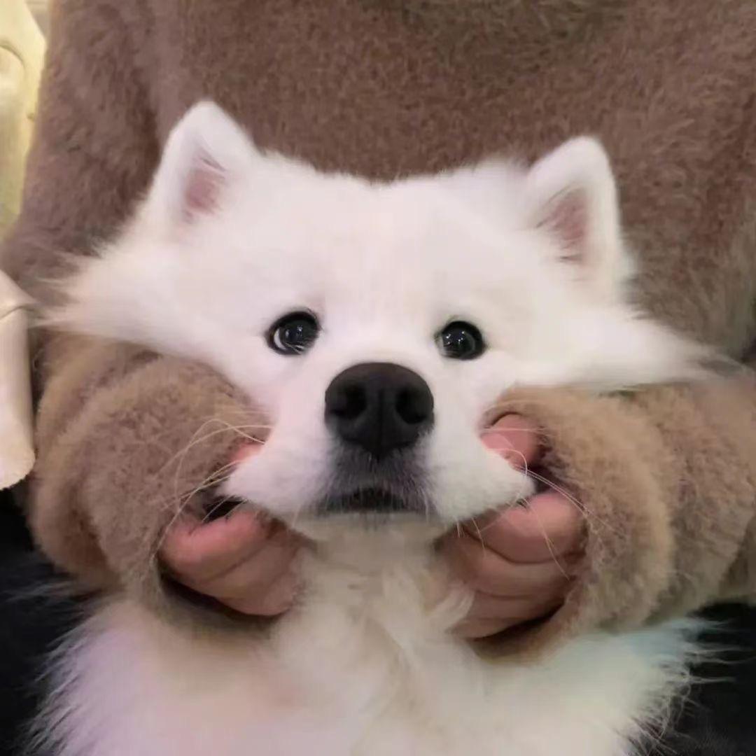 玩游戏的小熊猫