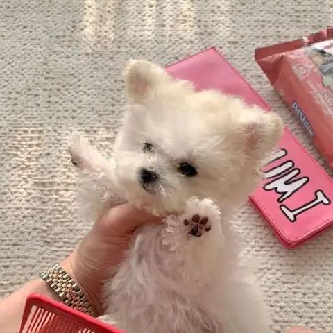 爱喝苹果汁（见过边伯贤版）