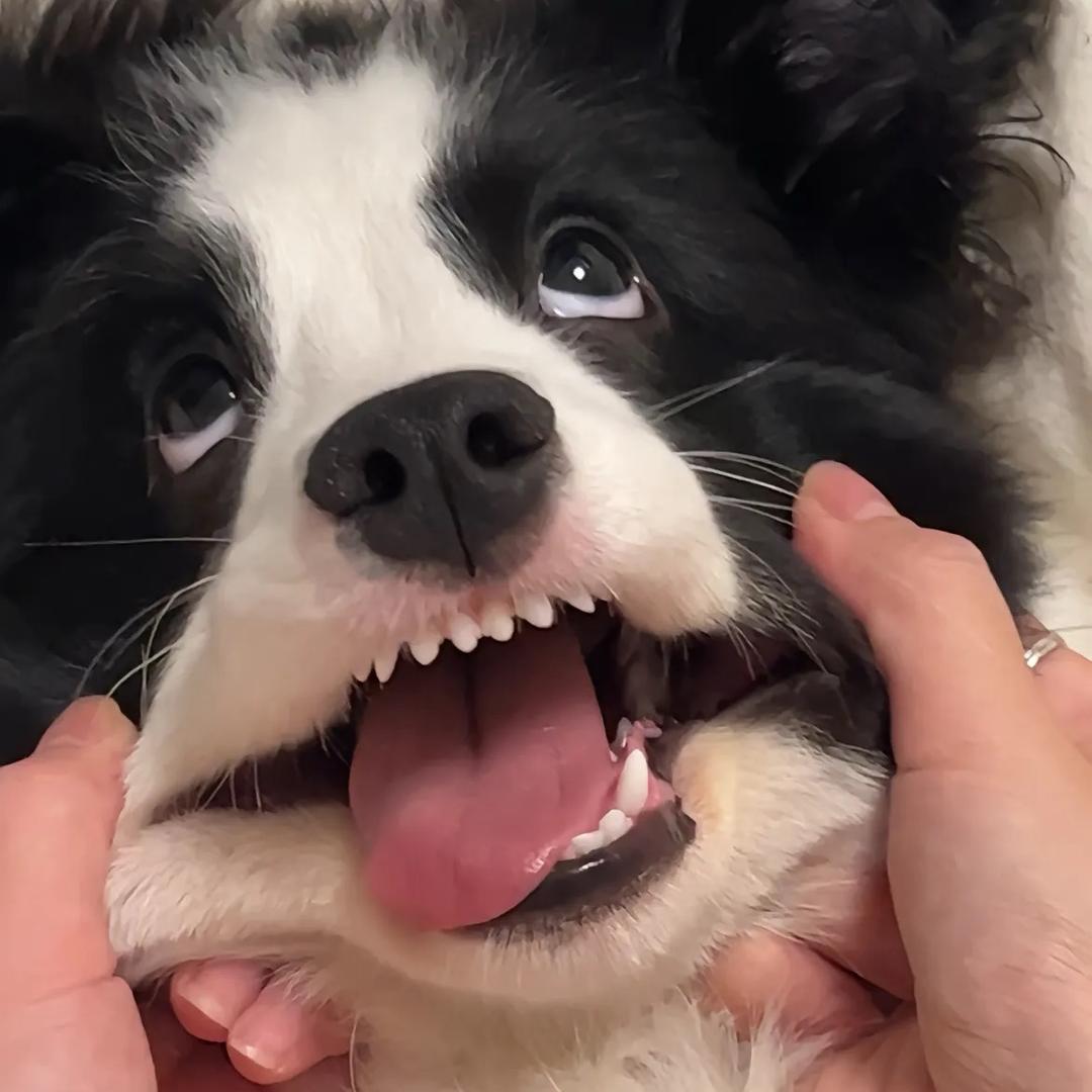 陈凌安