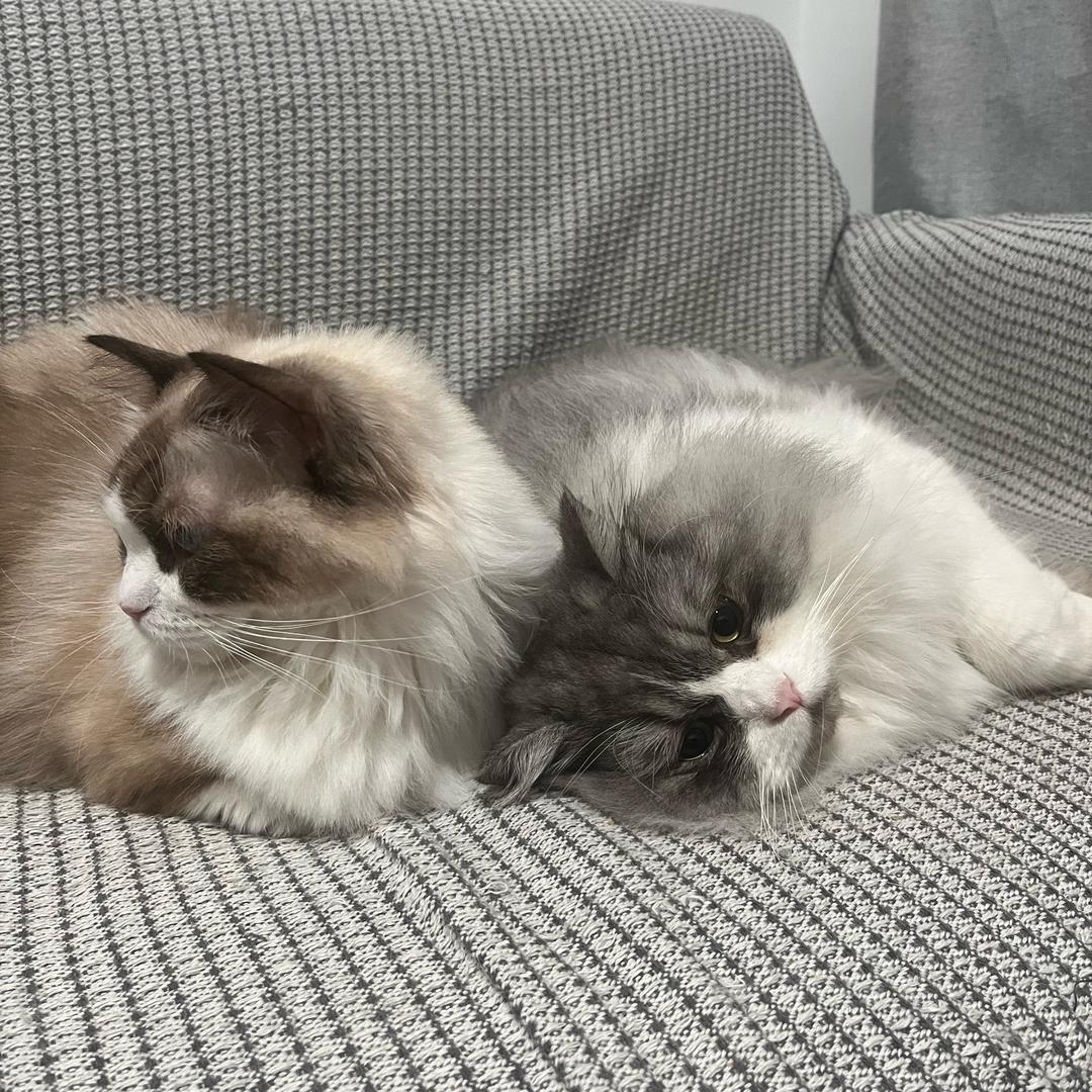 三月&星期天🐱