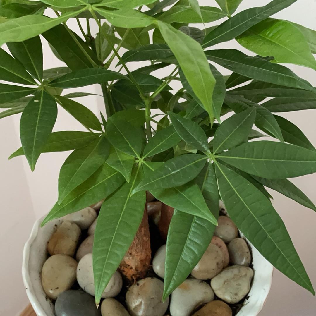 苏
