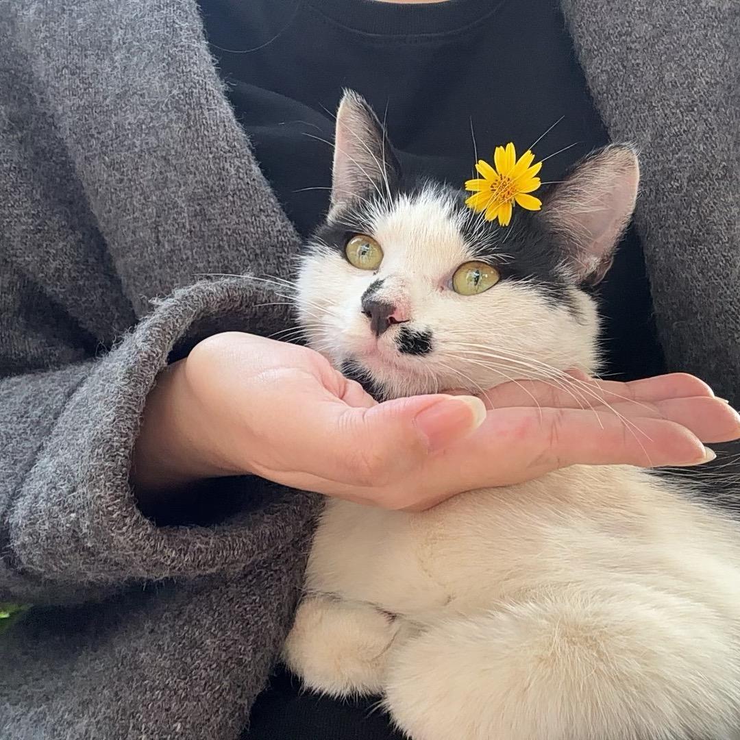 猫老板家的小猫会无影脚